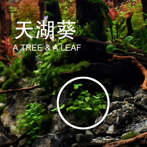 天湖葵 天胡荽  前景草 中景草 真水草 水族鱼缸装饰 活体水草 - 图0