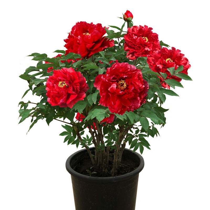 洛阳牡丹花苗大苗花卉植物室内花易活好养盆栽庭院牡丹花树苗 - 图3
