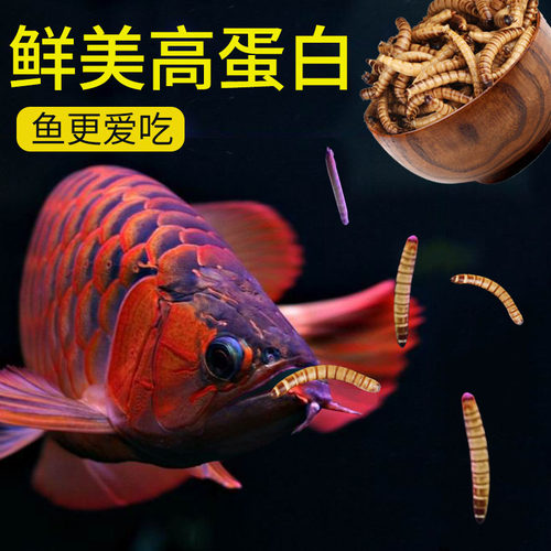 银龙鱼鹉料血食饲鱼鹦大麦虫F热带鱼发财鱼鱼粮罗汉鱼-图0