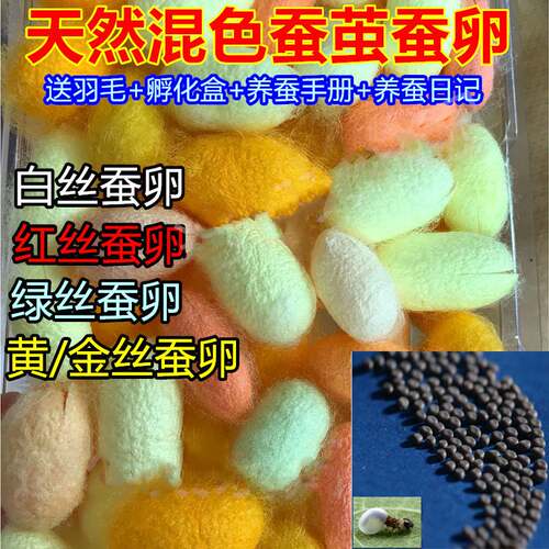 彩色蚕卵蚕宝宝100只r蚕籽蚕蛋儿童七彩套装金丝套餐学生科学养蚕 - 图0
