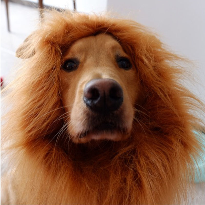 rge a tsegDogs CPts Lion Wigs Hair Festival Party Hallowe-图0