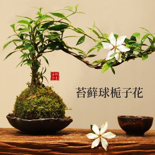 苔藓球海b岛栀子花四季开花盆景绿植水培花中式室内好养香薰办公 - 图0