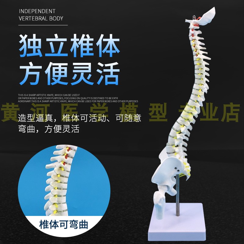 现货速发45CM人体脊柱模型1:1成人正骨练习脊椎模型颈椎腰椎骨骼 - 图2