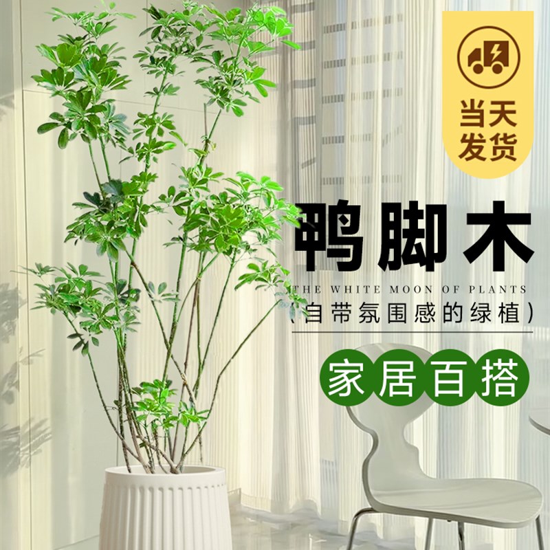 速发造型鸭脚木客厅大盆栽室内大型禄植落K地老桩绿植鸭掌木植物 - 图0