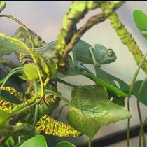 Chameleon pet lizard lizard reptile green hyenas high crown climbing and large K-type small emulation climbing tree branches vine-tree branches