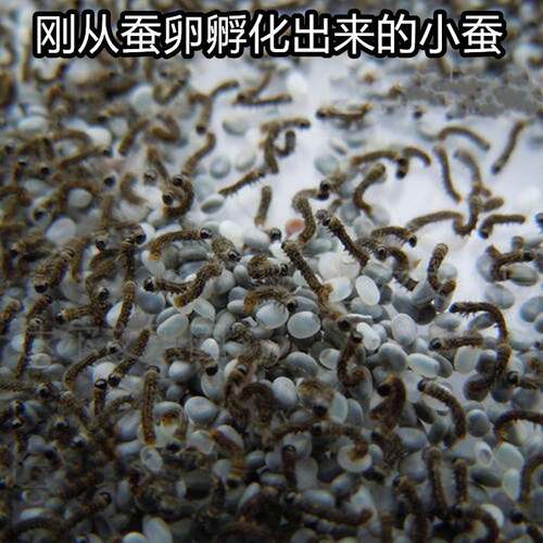 彩色蚕卵蚕宝宝100只r蚕籽蚕蛋儿童七彩套装金丝套餐学生科学养蚕 - 图1