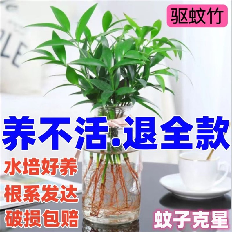 水培驱蚊竹柏水养植物盆栽绿植室内花卉客厅办公桌好养四季常青 - 图0