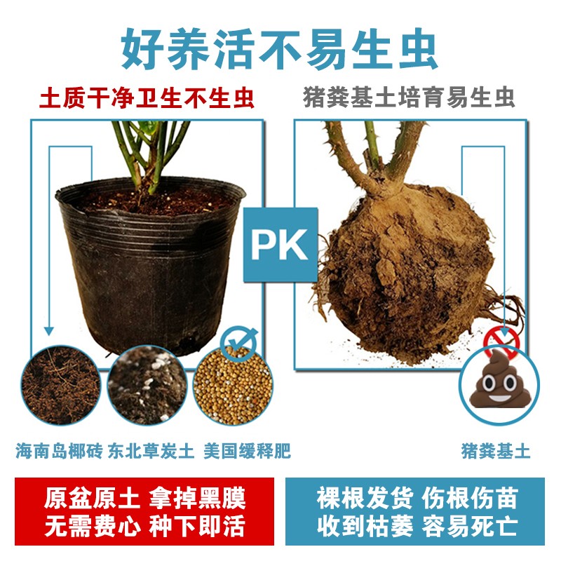 蔷薇花苗藤本月季大花浓香庭院爬藤植物花卉阳台盆栽玫瑰四季开花 - 图1