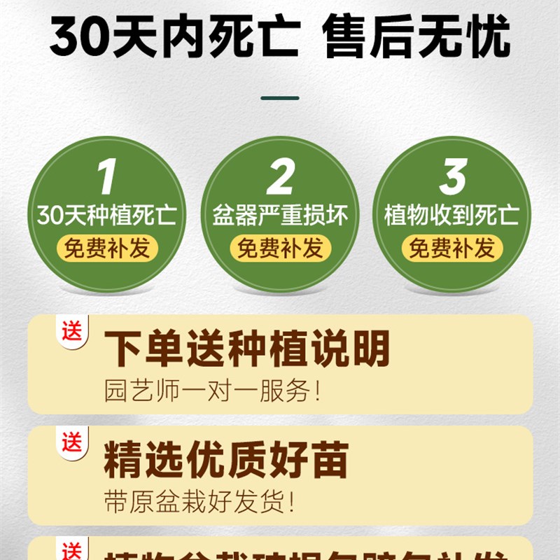 幸福树客厅盆栽大型绿植办公室内好养落地植物发财树老桩四季常绿 - 图2