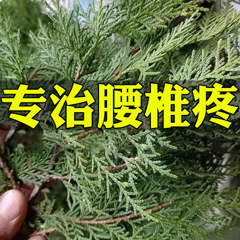 新品椎间盘突出【永不覆发】腰部劳动损伤坐骨腰酸背疼腿麻专用贴 - 图0