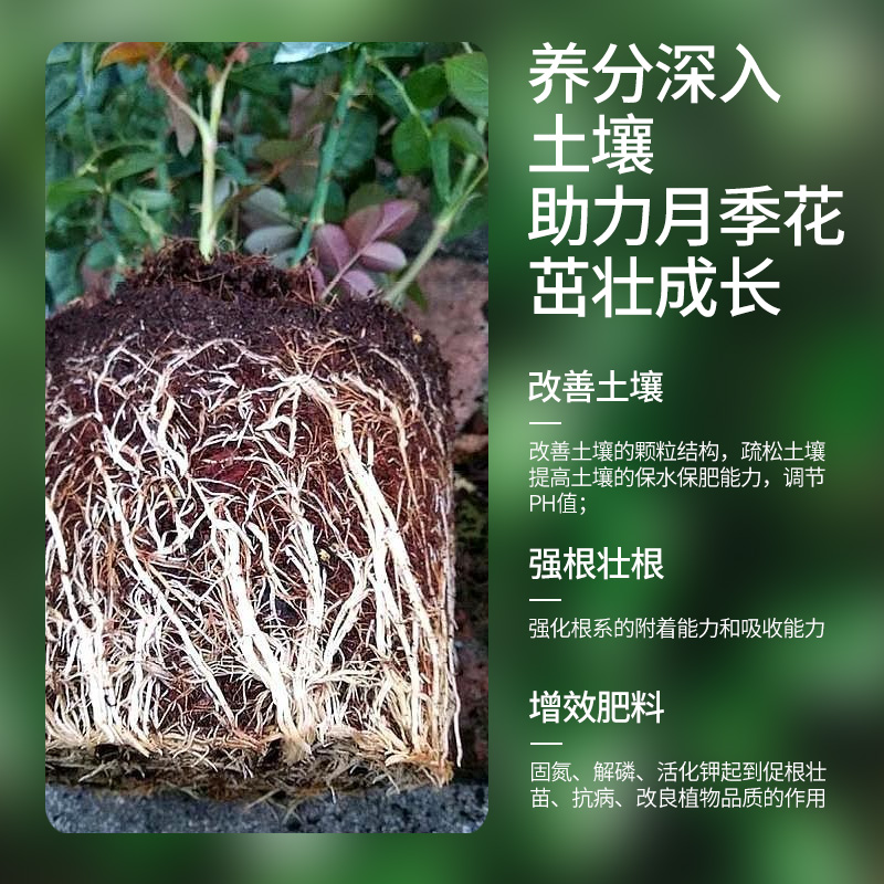 月季专用营养液浓缩液体花肥料盆栽玫瑰蔷薇花卉植物通用型水溶肥 - 图2