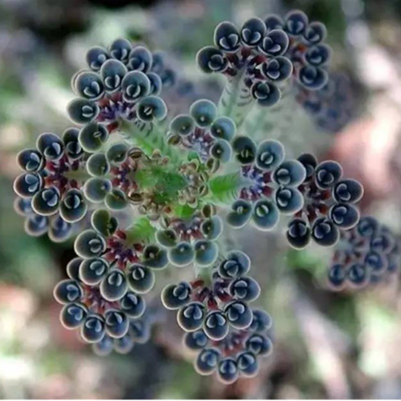 推荐多肉植物盆栽花卉可爱美观虹之玉黄丽火祭仙人球多多肉植物-图1