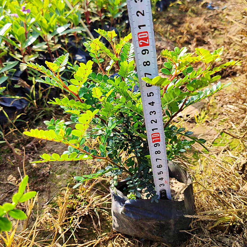 清香木盆栽胡辣木盆景驱蚊草植物桌面办公室内卧室四季常青绿植 - 图2