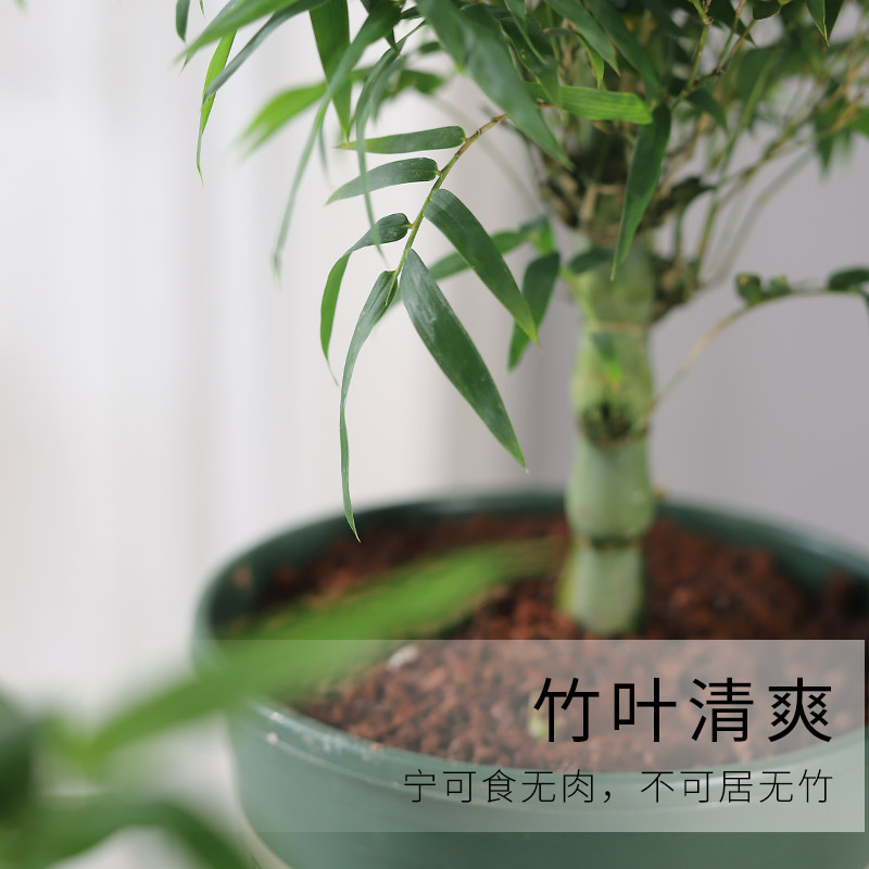 罗汉竹佛肚竹绿植竹子花卉盆栽植物室内好养活办公室易活四季常青-图0