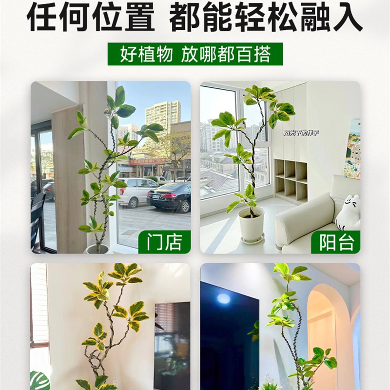 速发花叶橡皮树造型黄金榕绿植富贵榕办公室客厅绿植室内大型盆栽-图3