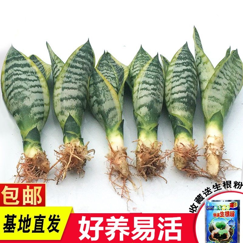 金边虎皮兰新房吸甲醛多肉植物防辐射室内花卉绿植盆栽高矮虎尾兰 - 图0