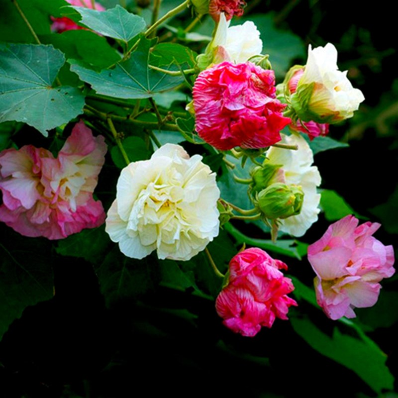 芙院花苗庭e蓉绿化种植拒瓣盆栽三醉木芙蓉树重霜变色阳台当年开 - 图2