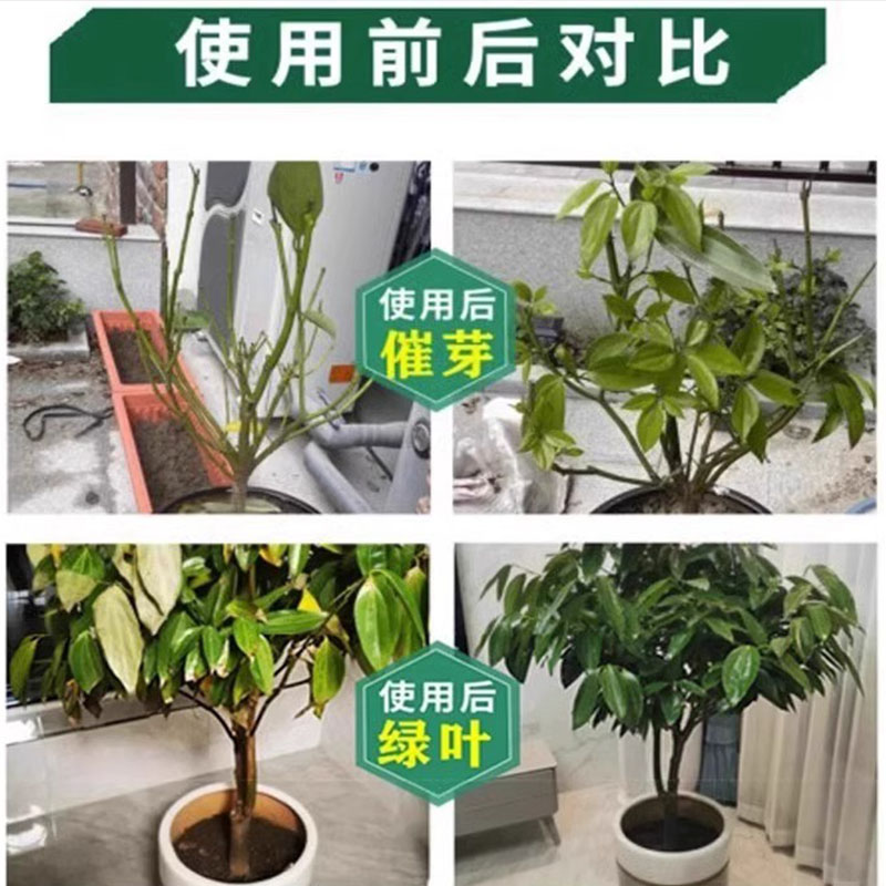 极速平安树叶子干枯发黄专用肥料治掉枯烂焦叶急救室内盆栽植物营 - 图2