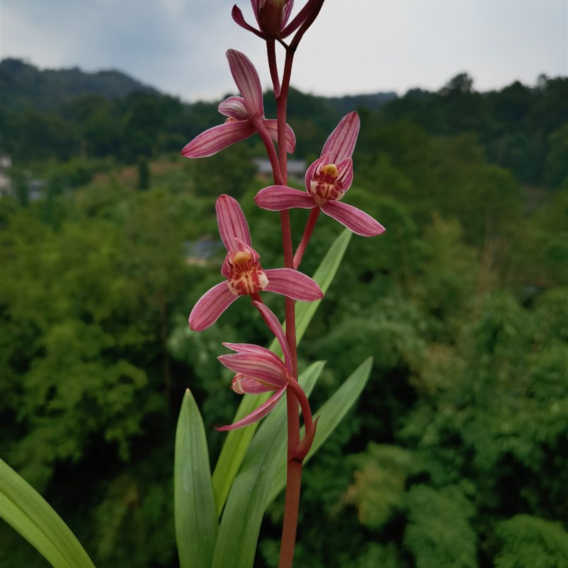 当年开花四季开花兰花苗建兰玫瑰妖姬 浓香阳台室.内绿植花卉 - 图3