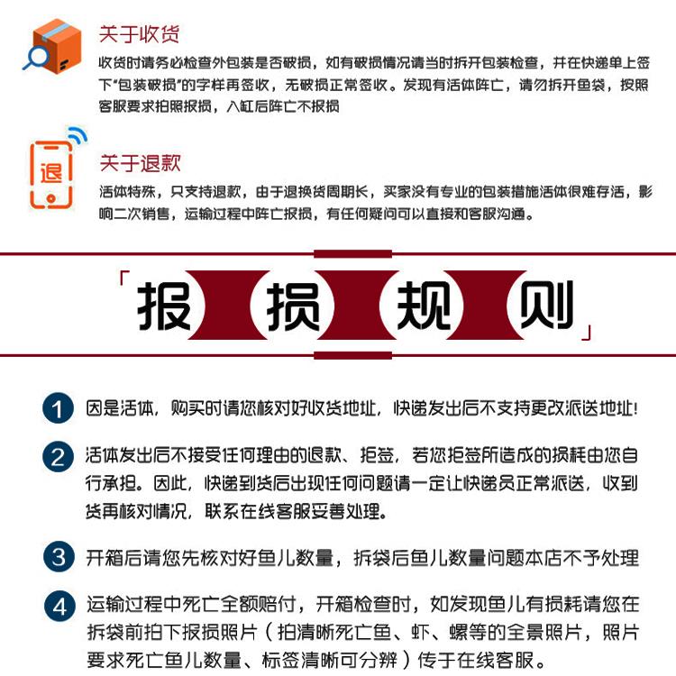 怀孕孔雀鱼繁殖待产n鱼淡水鱼凤尾鱼热带观赏鱼象牙白大肚子七彩-图3