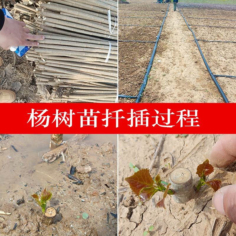 推荐植树节树苗白杨树公路植树造林绿化苗杨树苗工程植物苗木小树 - 图0