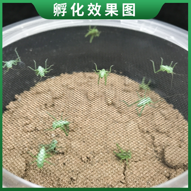 蝈蝈籽蝈蝈卵幼虫活虫螽斯孵化小D虫鸣虫翡翠绿蝈蝈粮食学生宠物 - 图1