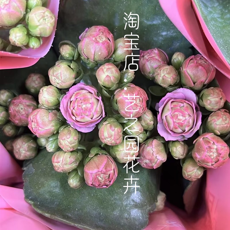 里斯本长寿花盆栽带花苞稀有少量重瓣大花朵花型独特Z花瓣紧-图1