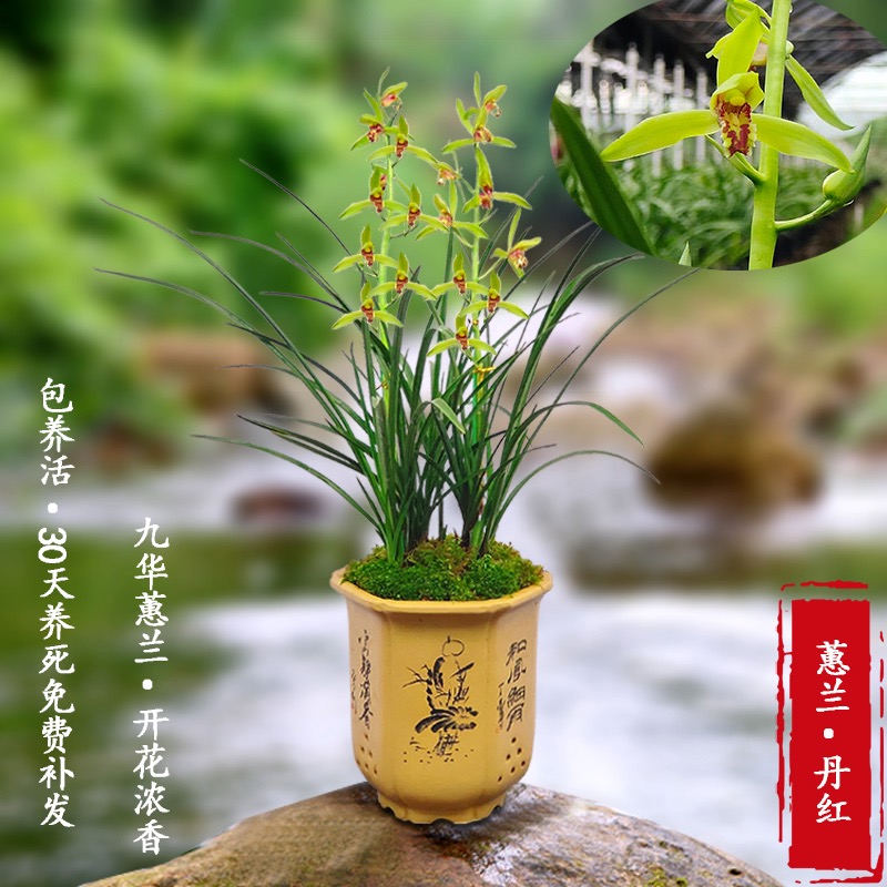 花兰精品蕙e兰丹红耐寒耐热好养浓香型花期长包活绿植花卉 - 图1