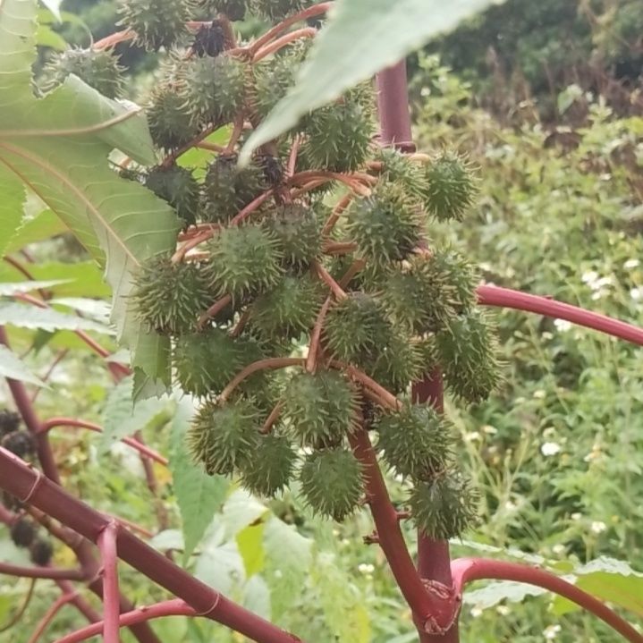 推荐红蓖麻籽 生品蓖麻子 红蓖麻 刺蓖麻 红麻 新鲜果实 - 图3