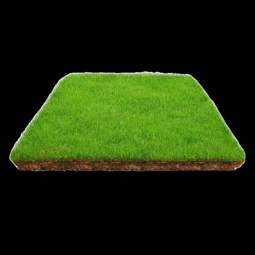 草坪真草皮带泥土免修剪马尼拉台湾草四季青庭院园林别墅工程绿化 - 图2