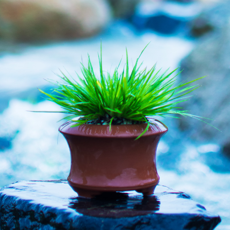 黄金兰菖菖景蒲草迷你盆栽花卉植物矮种姬R花苍蒲草 盆蒲 - 图0