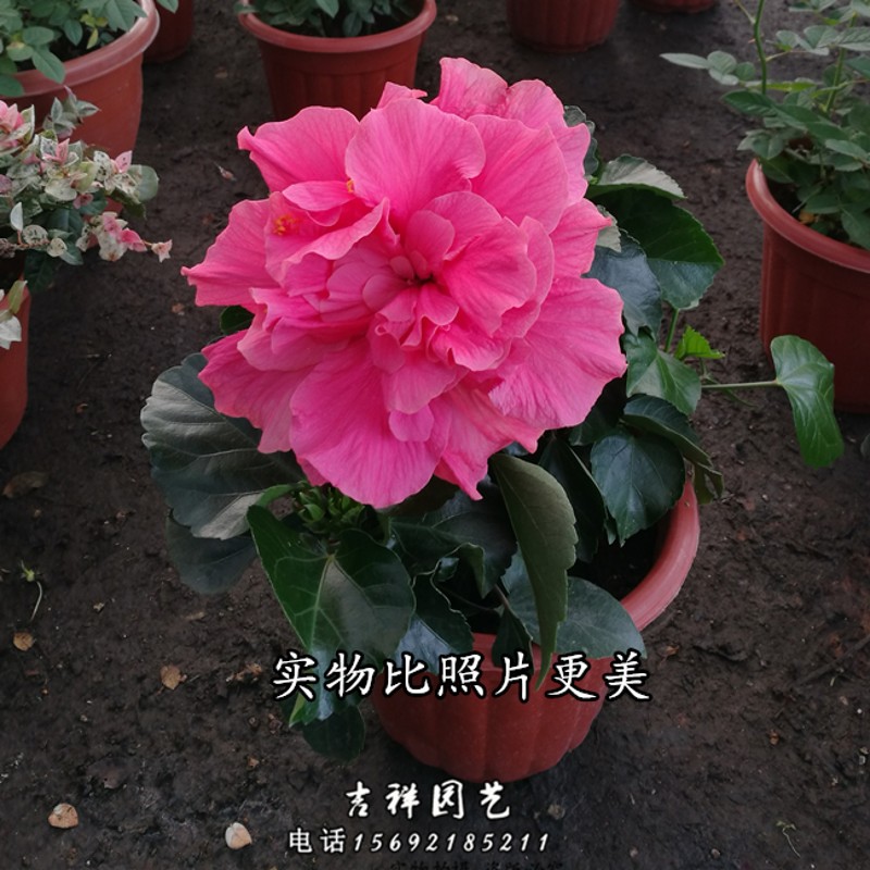 中国名花扶桑花阳台庭院绿化木槿牡丹大苗四季开花盆景2盆包邮-图1