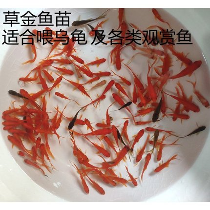 急速发货?喂龟小鱼活饲料鱼活的小型喂龙鱼罗汉鳄龟开口饲料鱼淡