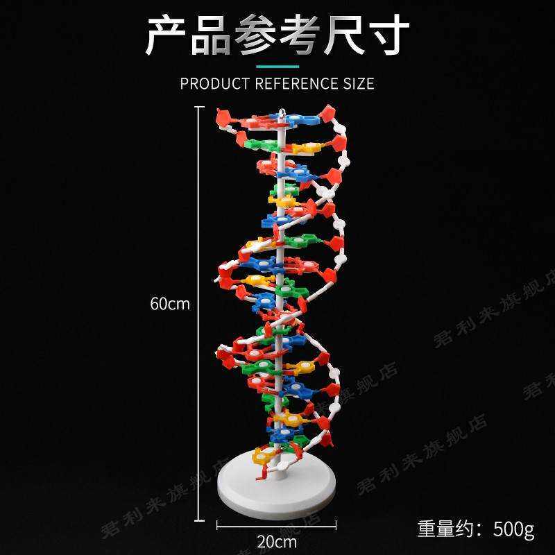 推荐DNA双螺旋结构模型大号高中分子结构模型60cmJ33306脱氧核苷-图1
