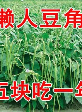 速发摘不败无架长豆角种不用搭架子的长豆角蔬菜种