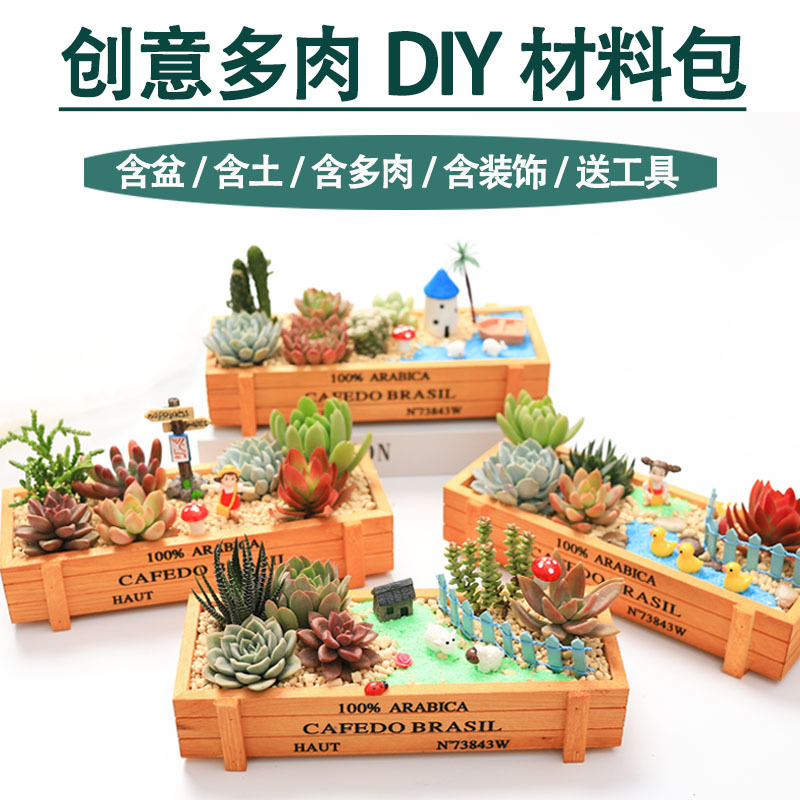 极速植树节儿童多肉手工diy制作材料包植物组合盆栽肉肉室内绿植 - 图0