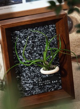 生野造物牵挂梨空气凤梨相框装饰办公桌面绿植摆件软装挂画礼物