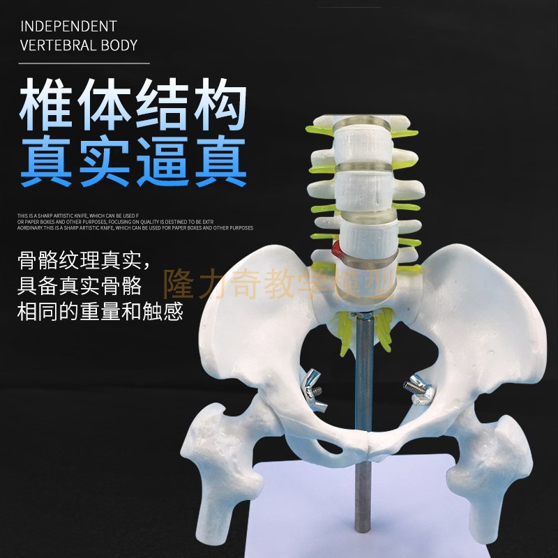 脊学仿真骨骼 45cm人体脊柱教椎标型带半腿骨模型1:1人体骨骼模本 - 图0