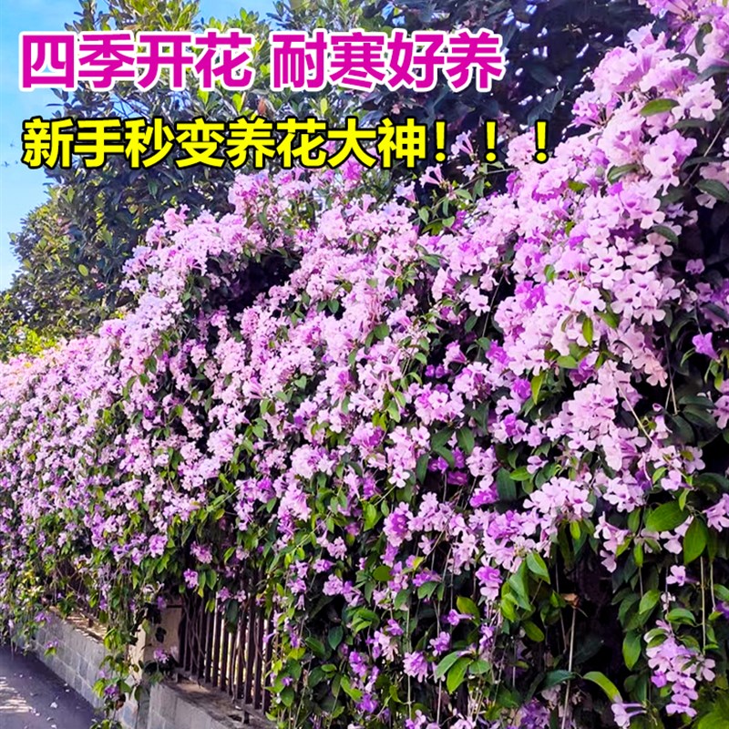 蒜香藤花苗带花紫铃藤爬藤植物盆栽庭院阳台耐寒花卉绿植四季开花 - 图1