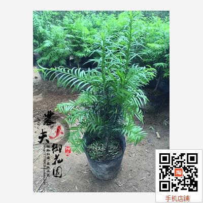 推荐红豆杉树苗室内绿植曼地亚红豆杉苗盆景盆栽植物净化空气-图0