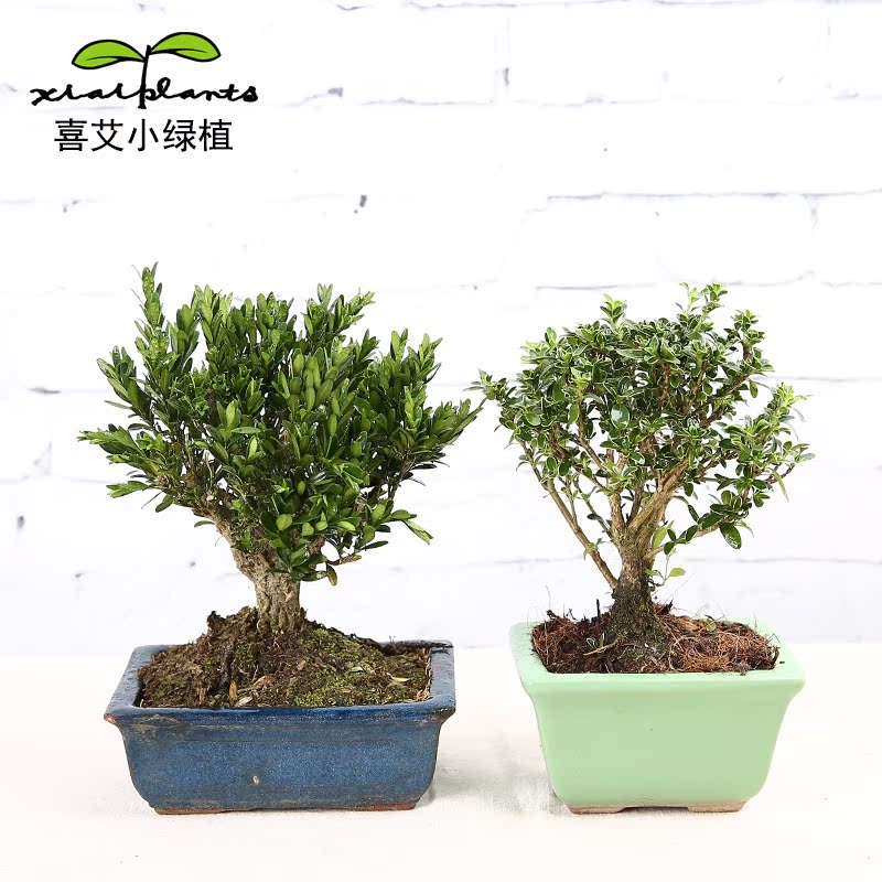 Buy Boxwood Hi Ai Snow In June With Potted Good Small Potted