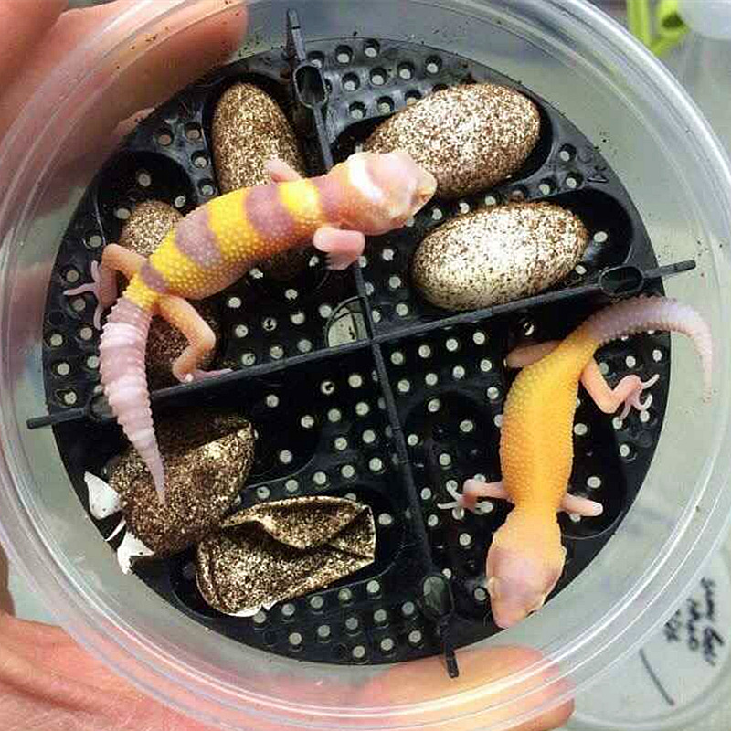 Lizard Eggs Incubation