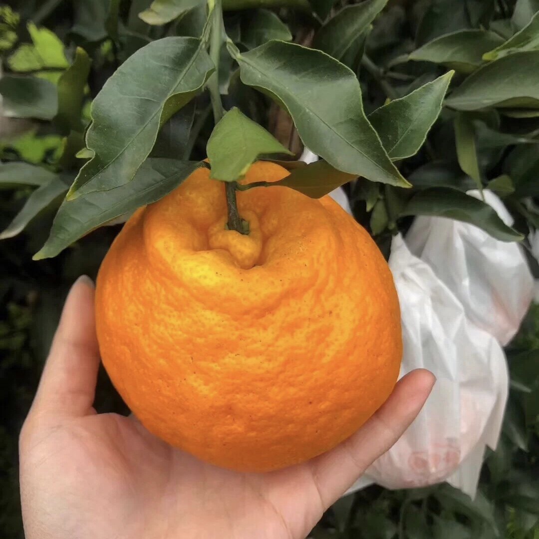 【春见耙耙柑】四川眉山春见耙耙柑桔子新鲜水果橘子丹棱,淘宝优惠券,粉丝福利购,淘宝优惠卷