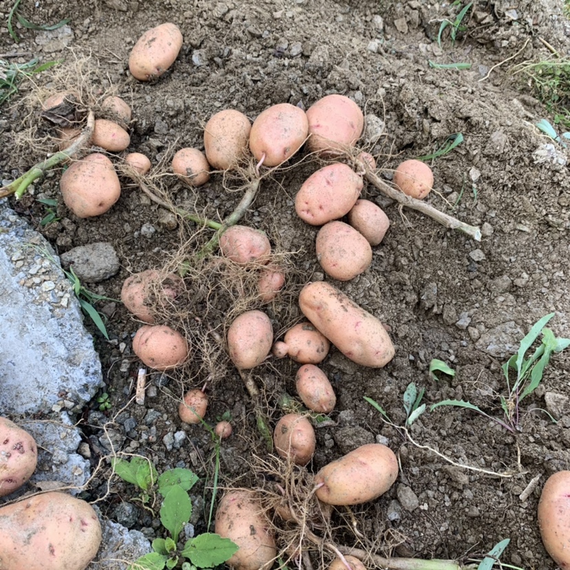 现挖农村无污染土豆陕南土特产马铃薯洋芋现货-图3