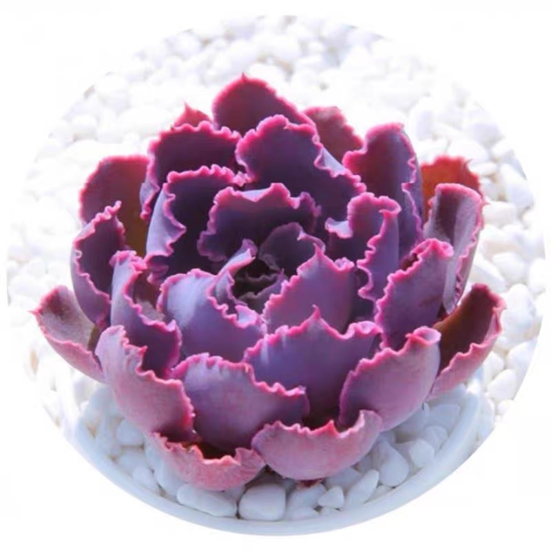 【晚霞之舞】紫色仙子叶片小波浪粉紫色可爱多肉拼盘出彩多肉植物 - 图1
