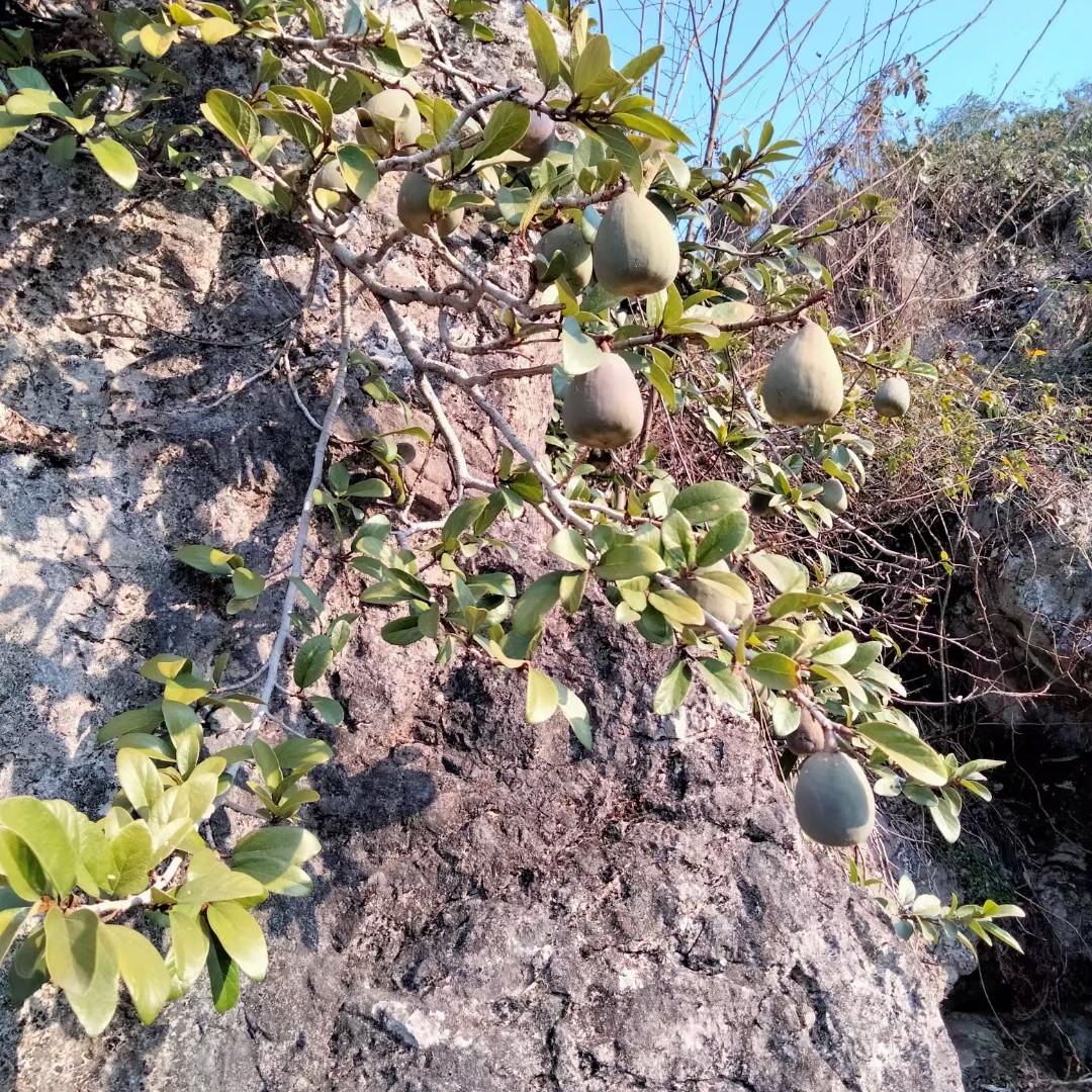 野生凉粉霹雳果鬼木馒头奶母爱玉木莲果手搓冰粉籽中药材500g包邮-图2