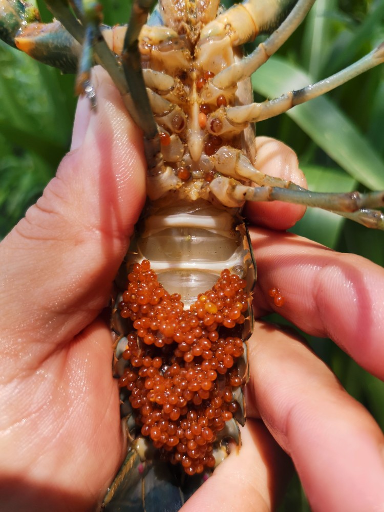 澳龙苗 澳洲淡水龙虾虾苗 小青龙 公分苗 红鳌鳌虾 小龙虾