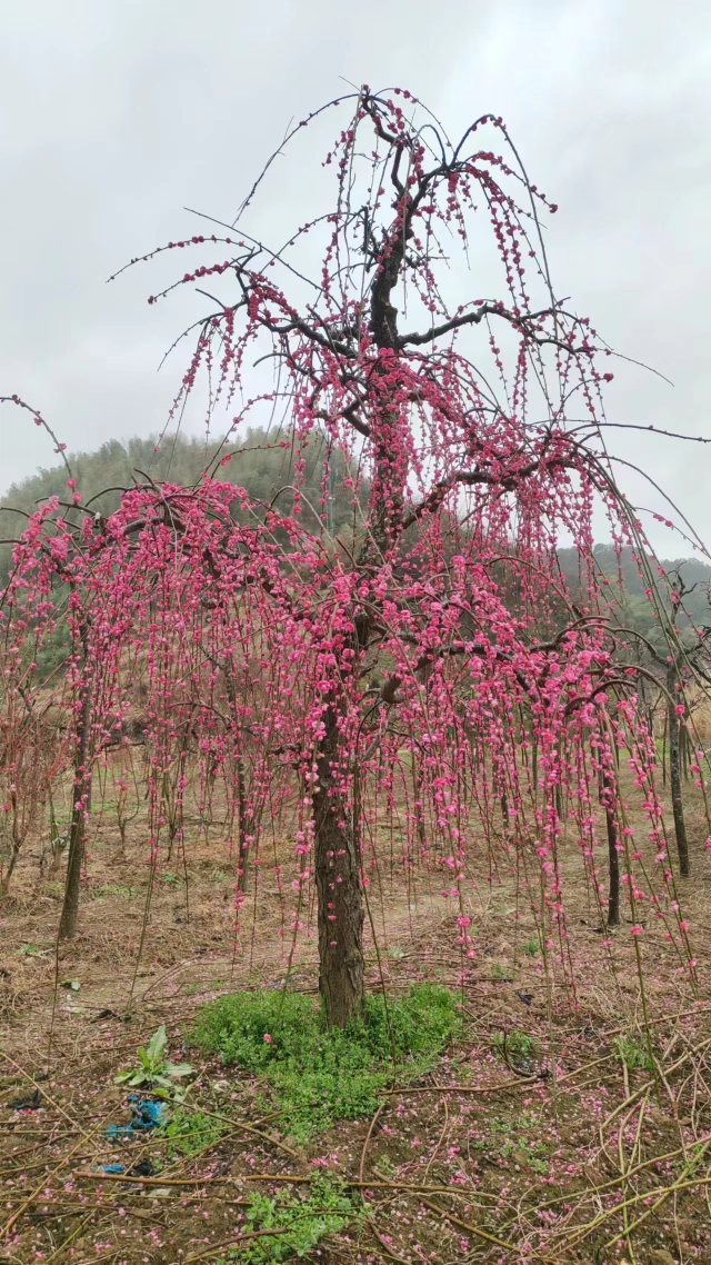 一物一拍梅花品种 锦红垂枝梅 垂枝龙梅 朱砂梅 红梅大红观花景观 - 图1