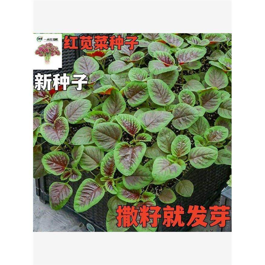 【今年新种】红苋菜种子汉菜籽四季蔬菜红圆叶苋菜柳叶盆栽菜种子,淘宝优惠券,粉丝福利购,淘宝优惠卷