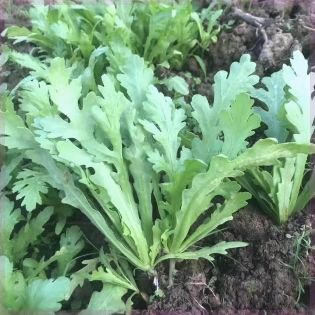 四季种植蔬菜种子花叶茼蒿种子耐热耐寒清香茼蒿菜种子露天盆栽,淘宝优惠券,粉丝福利购,淘宝优惠卷